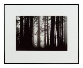 James P. Blair
Morning Fog Envelops Giant Redwood Trees, 1983