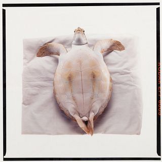 James Balog
(American, b. 1952)
A Pair of Photographs (Atlantic Green Sea Turtle, 1991; Three Flamingos, 1989) 