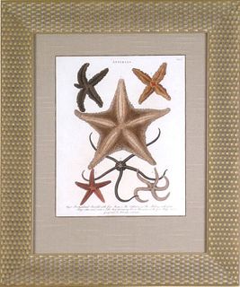 John Wilkes "Asteria" (Starfish), Engraving with original hand-coloring - Courtesy Danielle Ann Millican, New Jersey