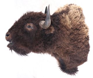 Montana Great American Buffalo Shoulder Mount