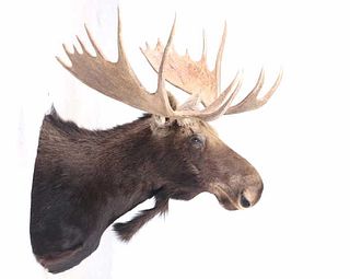Montana Shiras Moose Shoulder Mount