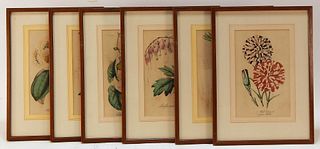 6PC 19C Hand Colored Botanical Engravings