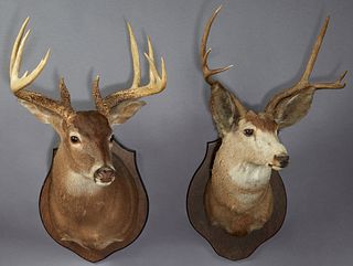 Two Taxidermied Deer Mounts, 20th c., on wooden shield back plates, one an 11 point example, the other with six points, 11 Points- H...