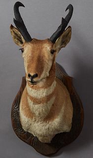 Taxidermied Prong Horn Antelope Mount, 20th c., on a wooden shield form back plate, H.- 33 in., W.- 16 in., D.- 20 in.