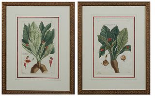 Jean Victor Dupin (1711-1773, French), "Atropa mandragora," 19th c., pair of colored engravings, presented in gilt relief frames wit...