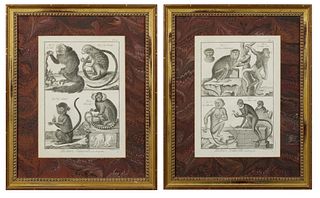 Bernard Direxit (French, 18th century), "Monkeys," two copper engravings, from his "Histoire Naturelle, Quadrupedes," presented in g...