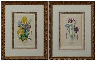 After Pierre Redoute, "Dwarf iris," and "Netted Iris," 20th c., pair of colored prints, presented in gilt relief frames with marbled...