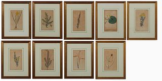 After Sydenham Edwards (1768-1819), "Botanicals," group of nine colored prints from the William Curtis Botanical Magazine, presented...