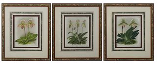 Group of Three Colored Botanical Prints, early 20th c., of orchids, consisting of "Cypripedium Laurebel, Plate 498;" "Cypripedium Or...