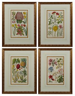 John Hill (1716-1775, British), "Double Primrose," "Yellow Cluster-Flowered Aloe," "The Garden Cornel," and "Rigid Shrub Senecia," 1...