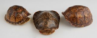 Group of Three Louisiana Box Turtle Shells,