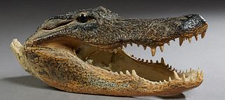 Taxidermied Louisiana Alligator Head, 20th c., H.- 8 in., W.- 9 1/2 in., D.- 20 in.