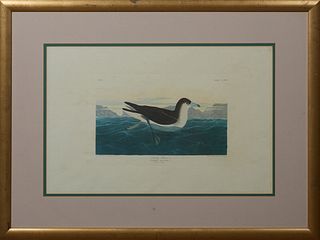 John James Audubon (1785-1851), "Dusky Petrel," No. 60, Plate 249, Amsterdam edition, presented in a wide gilt frame, H.- 19 7/8 in....