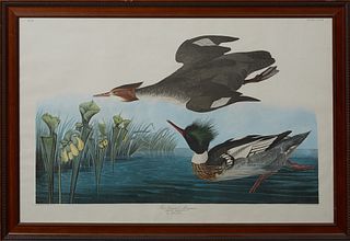 John James Audubon (1785-1851), "Red Breasted Merganser," No. 81, Plate 401, Amsterdam edition, presented in a carved mahogany frame...