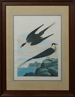 John James Audubon (1785-1851), "Arctic Yager," No. 54, Plate 267, Amsterdam edition, presented in a mahogany frame, H.- 29 1/2 in.,...