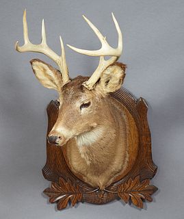 Taxidermied Eight Point Deer Head, mounted on a leaf and acorn carved oak back plate, H.- 36 in., W.- 22 in., D.- 23 in.