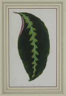 Continental School, "Maranta Warsawiczii," and "Calathea Zebrina," pair of leaf lithographs, presented in stepped gilt frames with magenta mats, H.- 9