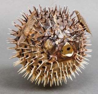 Inflated Porcupinefish Taxidermy