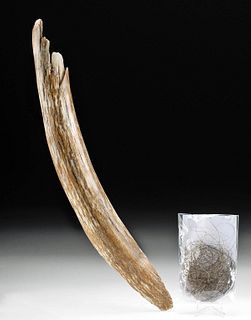 Ice Age Mammoth Tusk Fragment & Mammoth Fur