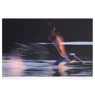Galen Rowell, Pelican Landing in Water, California