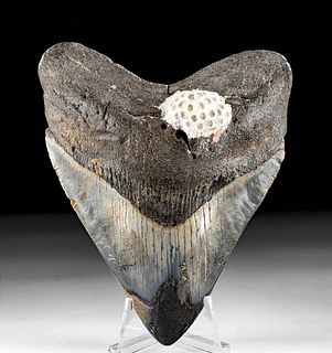Attractive Megalodon Tooth w/ Coral and Pyrite
