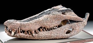 Early 20th C. Iatmul Overmodeled Crocodile Skull, Shell