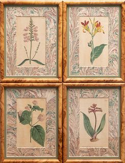 Cutis's Botanical Magazine Set of 4 Botanical 19th Century Prints