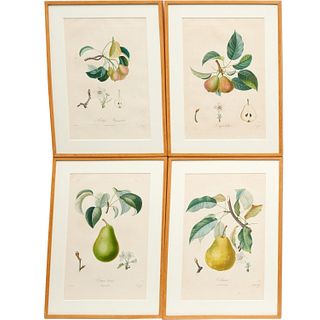 Pears, (4) color lithographs