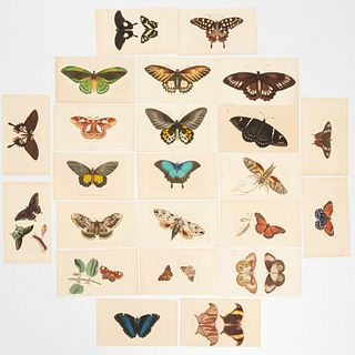 R. & F. Nodder, (23) butterfly & moth engravings