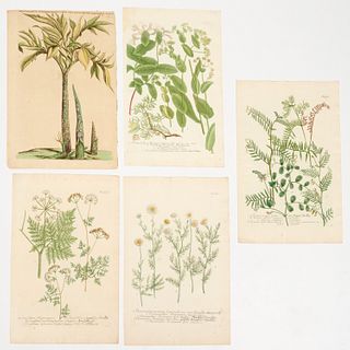 (5) Botanical color engravings, 18th c.