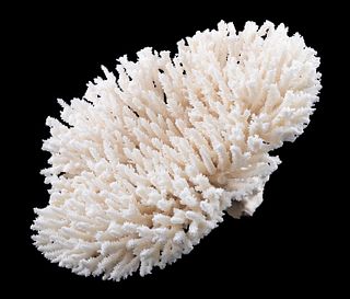 LARGE WHITE BIRDS NEST CORAL FORMATION