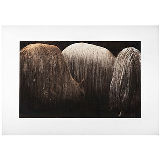 JUAN JOSÉ DÍAZ INFANTE, Llamas, Signed and dated 19, Digital print without printing number, 10.6 x 16.9" (27 x 43 cm), Document