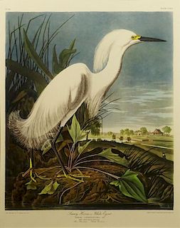 after: John James Audubon, American (1785-1851)  Color Lithograph "Snowy Heron or White Egret".