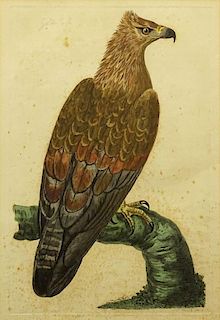 Peter Mazell, (British) Hand Colored Etching "Golden Eagle".