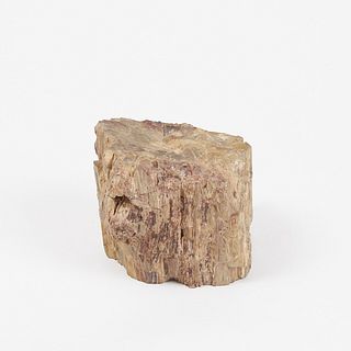 Large Petrified Wood Stump or Branch