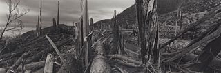 Frank Gohlke "Downed Trees Near Ryan Lake" Photograph