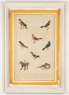 Martyn "Natural History" Hand-Colored Plate, 1786