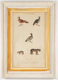 Martyn "Natural History" Hand-Colored Plate, 1786