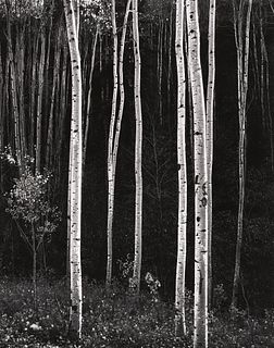 DON WORTH - Aspen Trees, Autumn, New Mexico, 1958