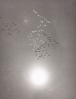 WILLIAM GARNETT - Snow Geese with Reflection of the Sun over Buena Vista, CA, 1953