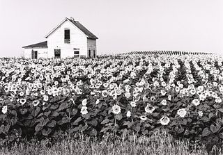 HENRY GILPIN - Sunflowers, North Dakota, 1981