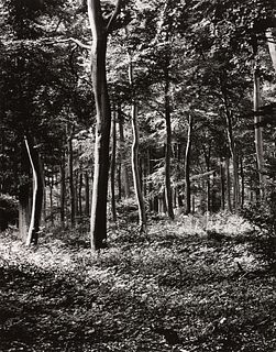 ROBERT K. BYERS - Trees Near Oxford, England, 1972