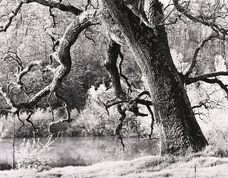 ROGER FREMIER - Tree, Pine Grove, CA, 1992