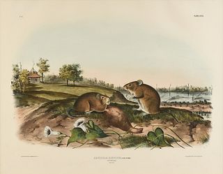 JOHN JAMES AUDUBON (American 1785-1851) A LITHOGRAPH, "Arvicola Hispidus, Say & Ord. (Cotton Rat. Natural Size)," PHILADELPHIA, CIRCA 1843,