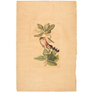 A Hand-Colored Audubon Engraving, Havell Edition Plate CLXIX, Mangrove Cuckoo