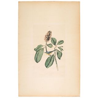 A Hand-Colored Audubon Engraving, Havell Edition Plate V, Bonaparte Fly Catcher