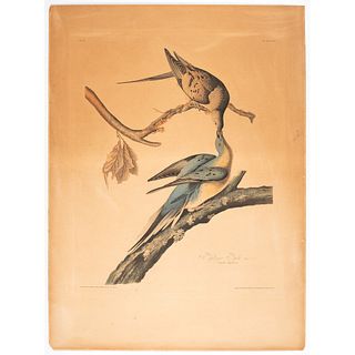 A Hand-Colored Audubon Engraving, Havell Edition Plate 62, Passenger Pigeon