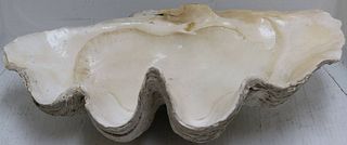LARGE SOUTH SEA CLAM SHELL. 6" HIGH, 23 3/4"