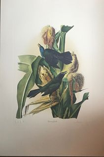 Audobon Common Gackle by M. Bernard Loates