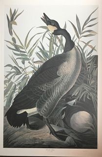 Audubon Canadian Goose by M. Bernard Loates